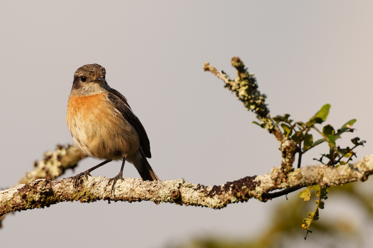 African Stonechat (Madagascar) - ML645599529