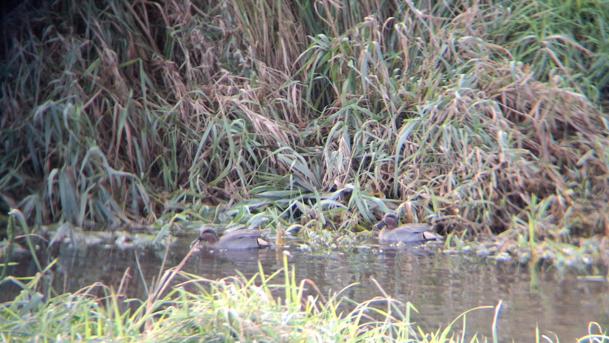 小水鴨 - ML645599531