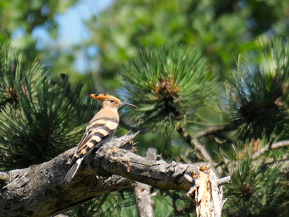 戴勝 - ML645599532