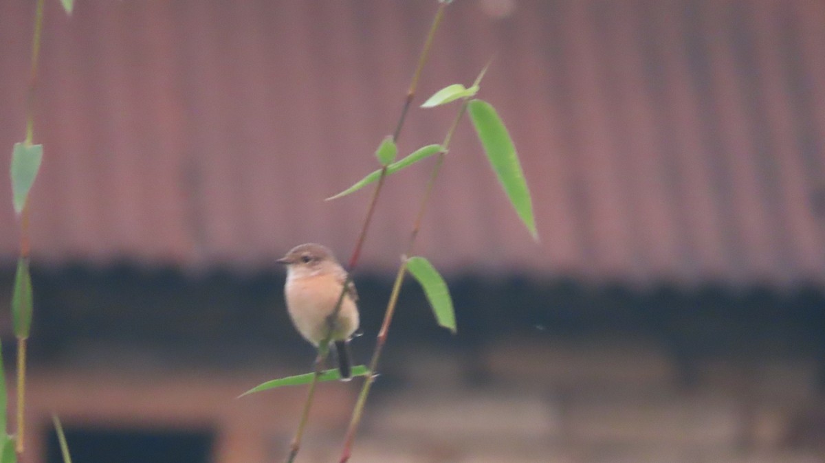 白斑黑石䳭 - ML645599535