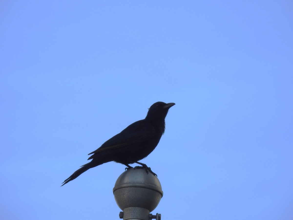 Red-winged Starling - ML645599536