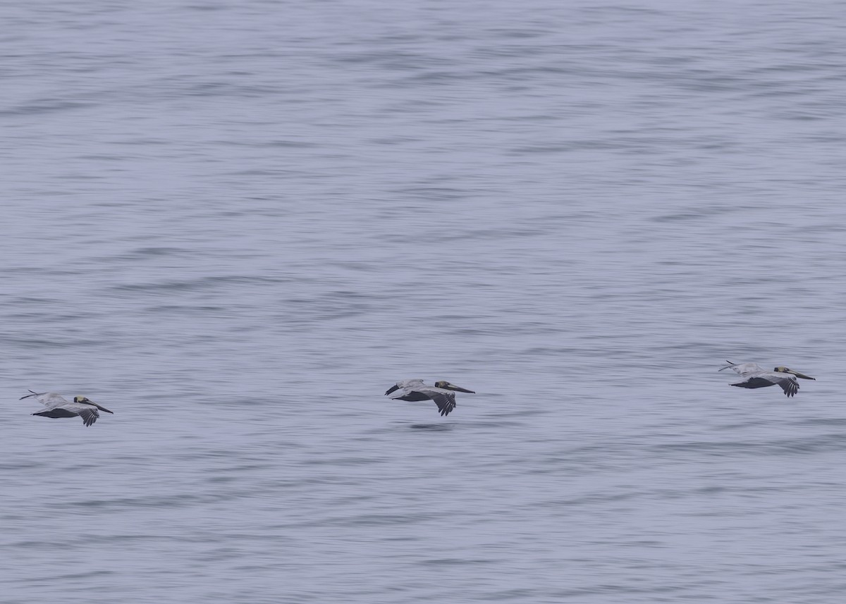 Brown Pelican - ML645599537