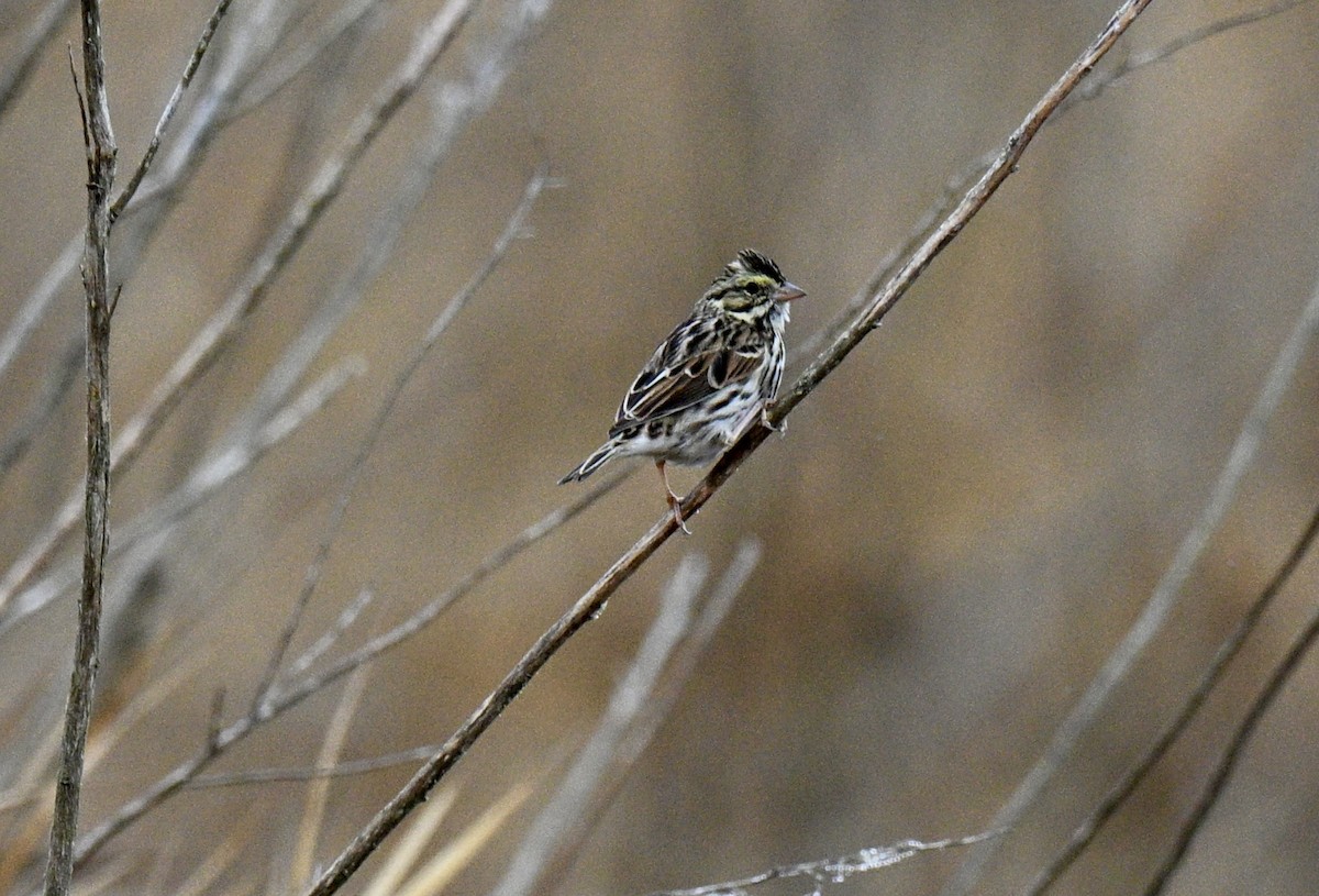 稀樹草鵐 - ML645599538