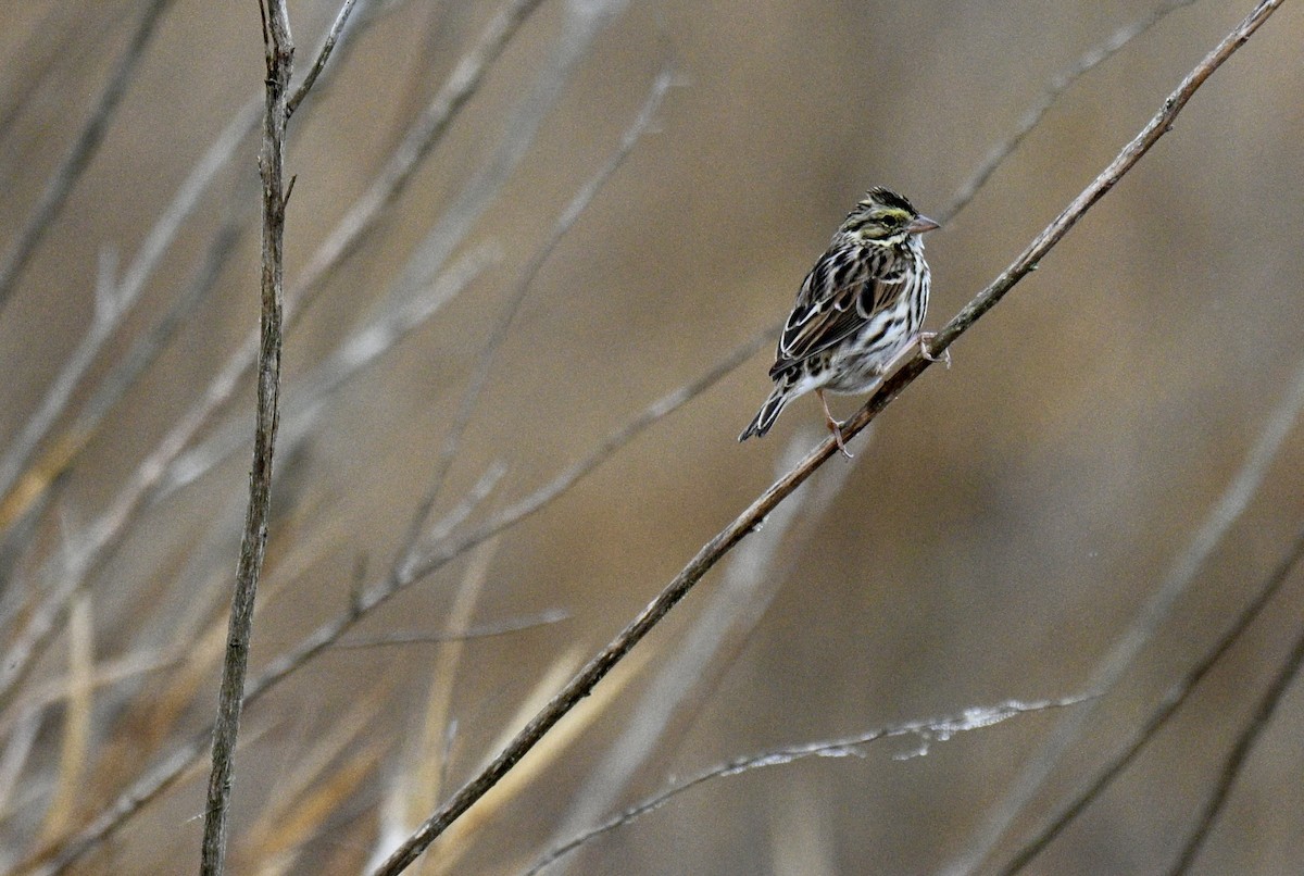 稀樹草鵐 - ML645599539