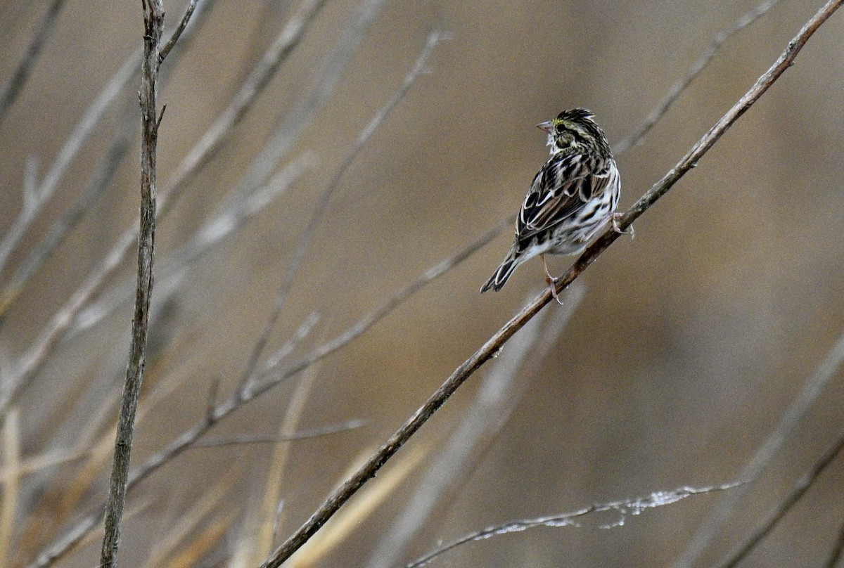 稀樹草鵐 - ML645599540