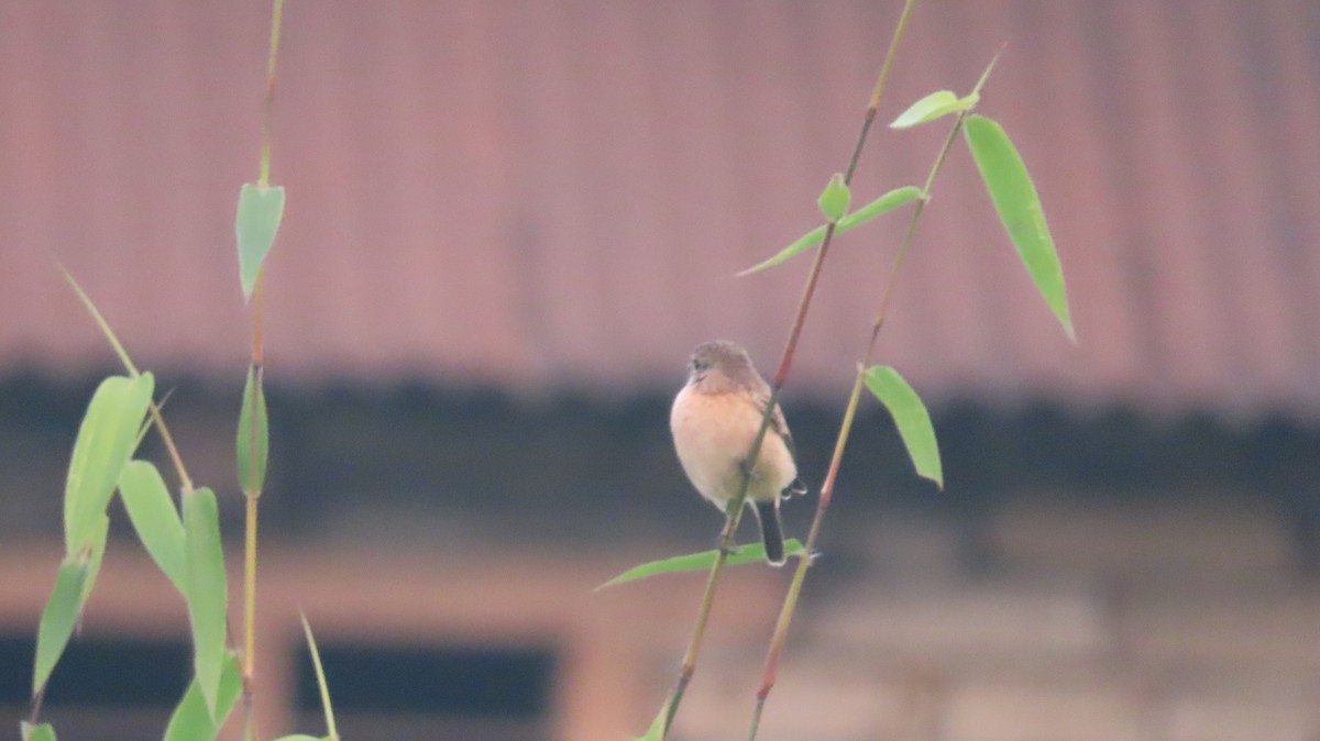 白斑黑石䳭 - ML645599542