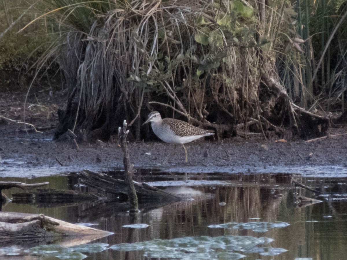 鷹斑鷸 - ML645599543