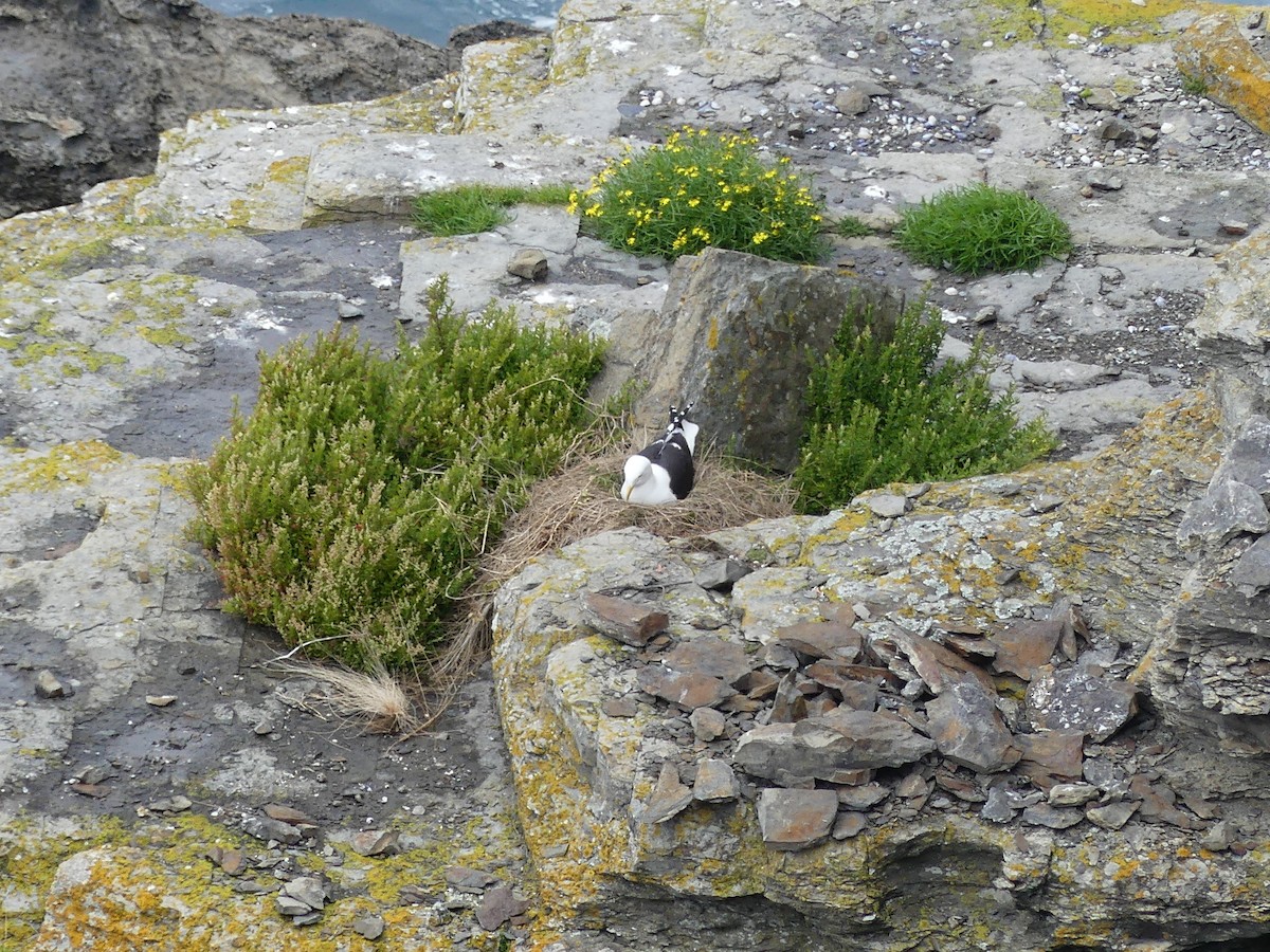 Kelp Gull - ML645599552