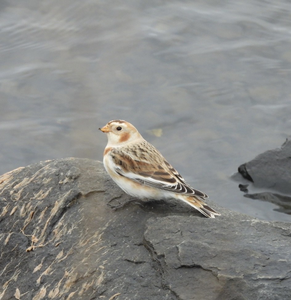 Snow Bunting - ML645599555