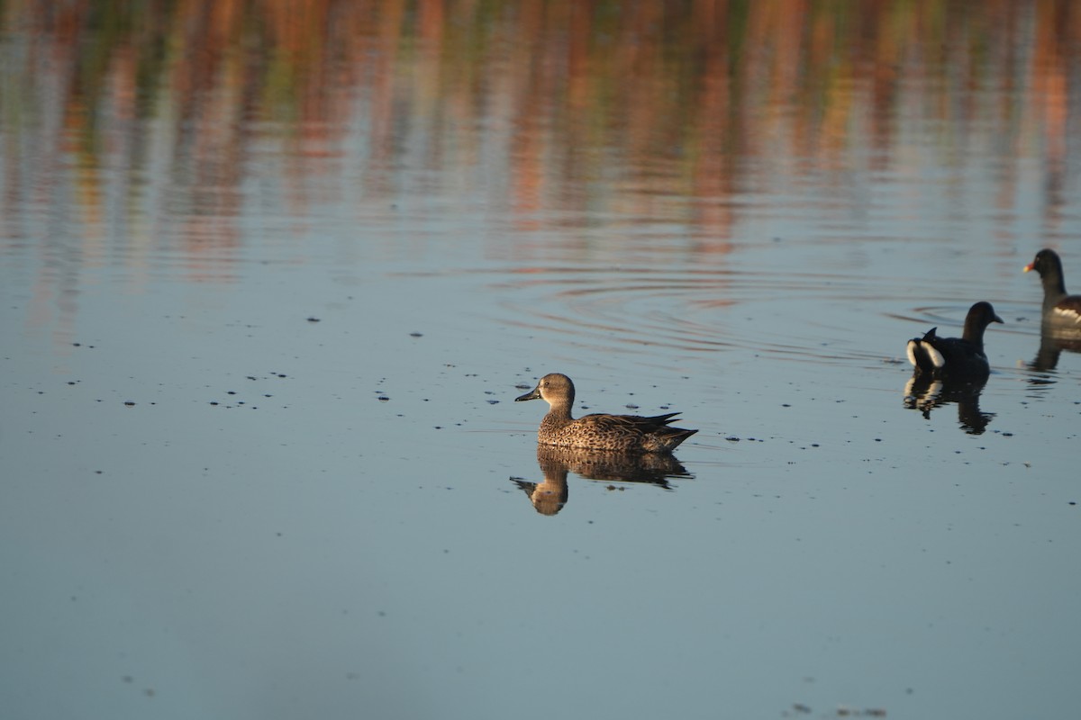 Blue-winged Teal - ML645599556