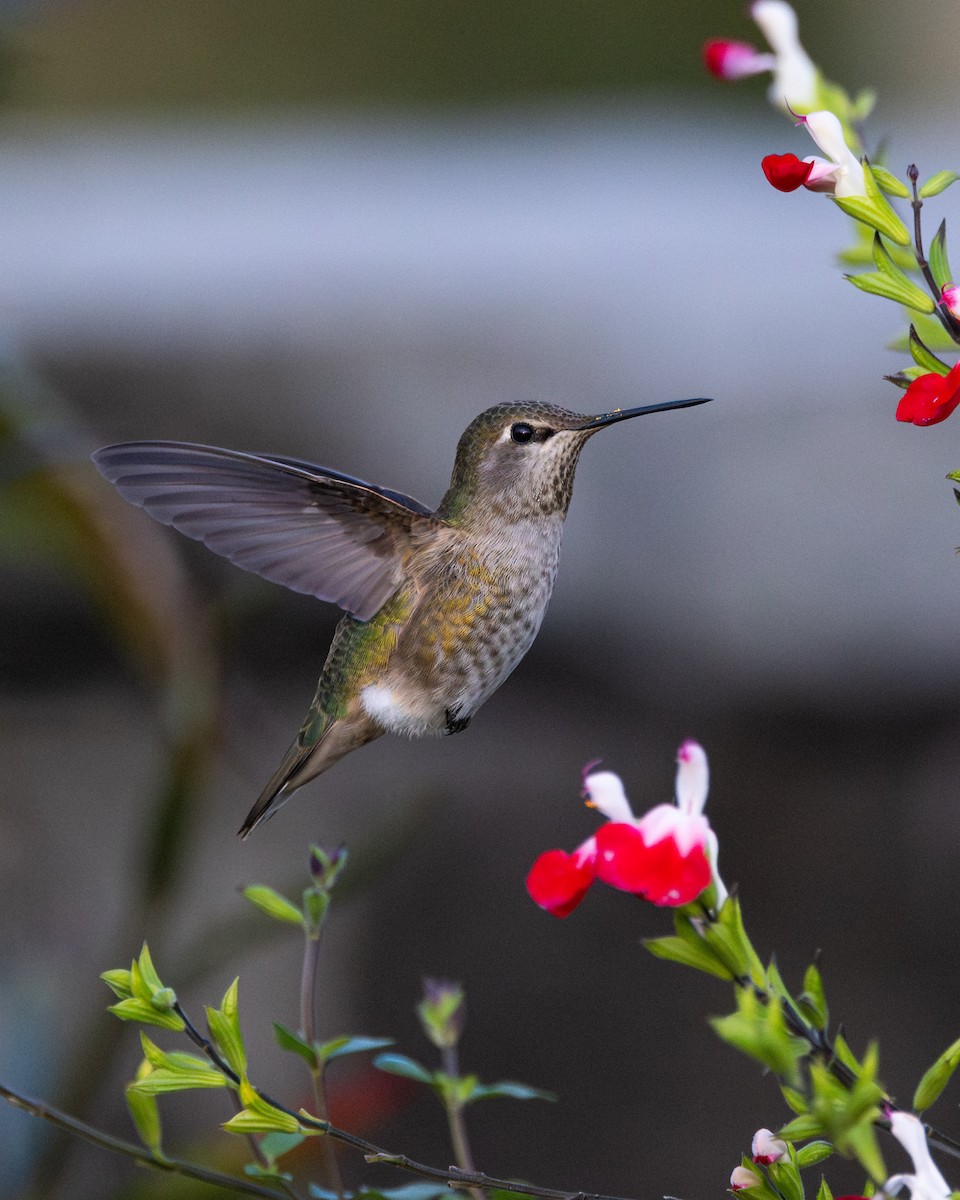 Anna's Hummingbird - ML645599559