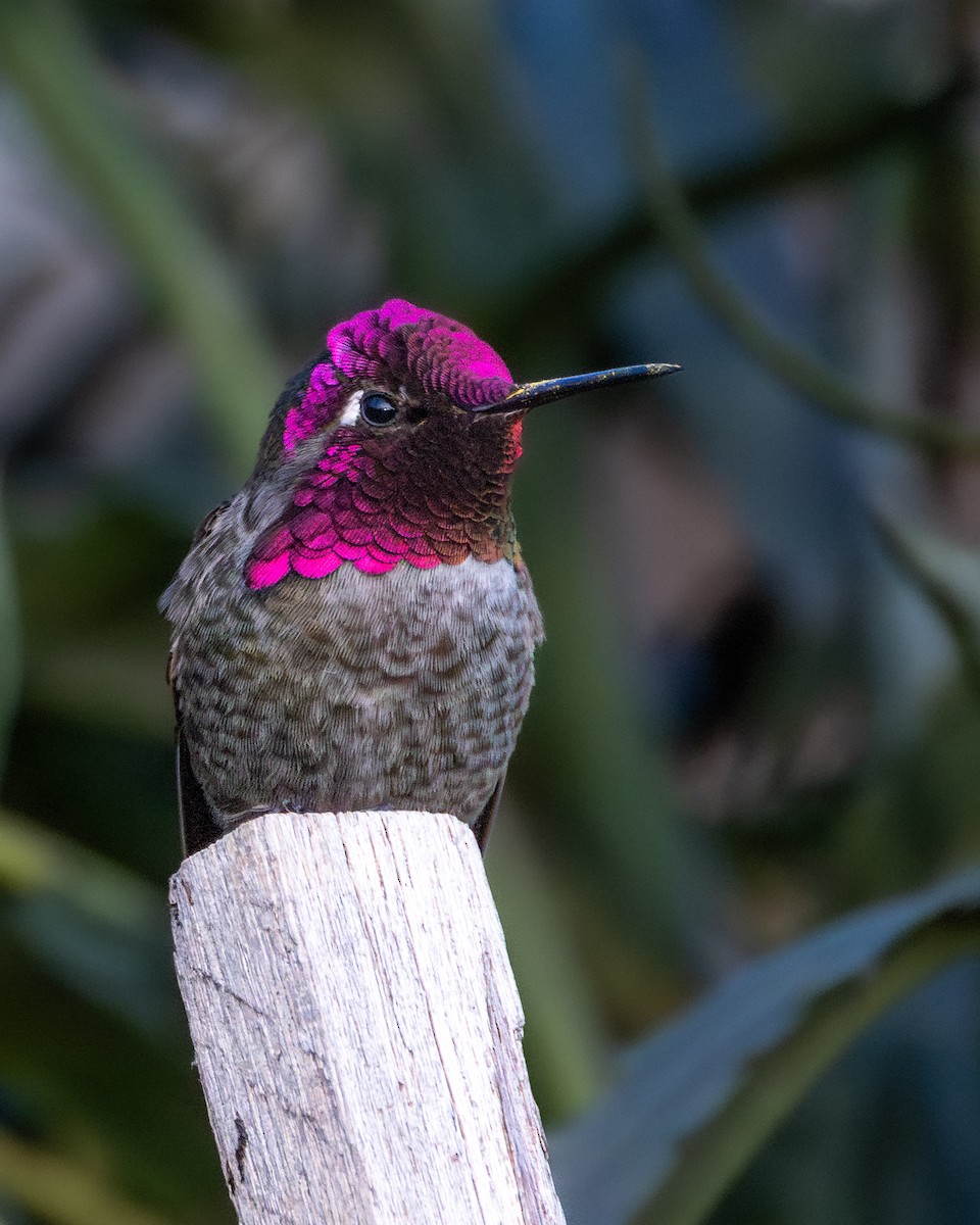 Anna's Hummingbird - ML645599560