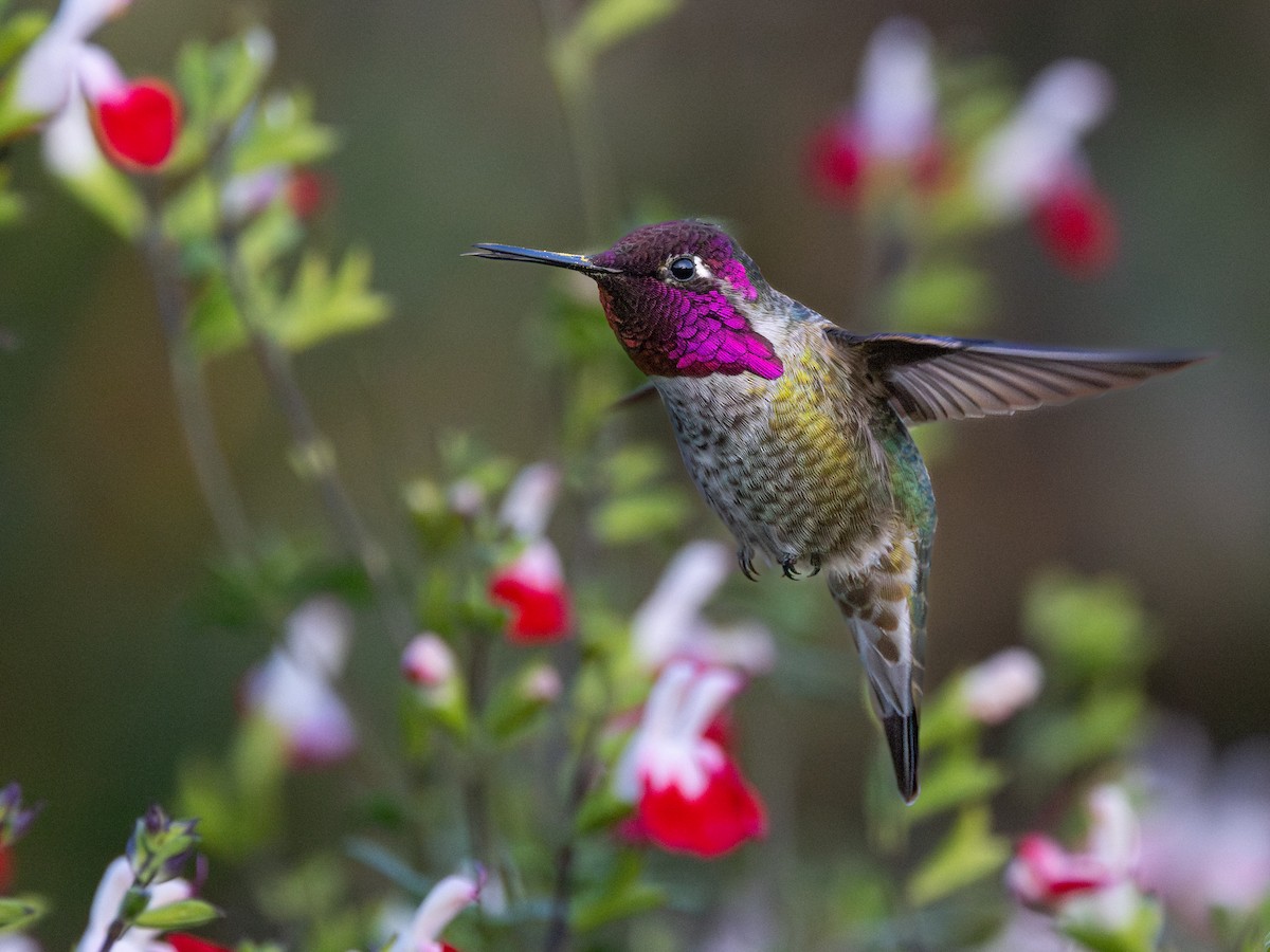 Anna's Hummingbird - ML645599561