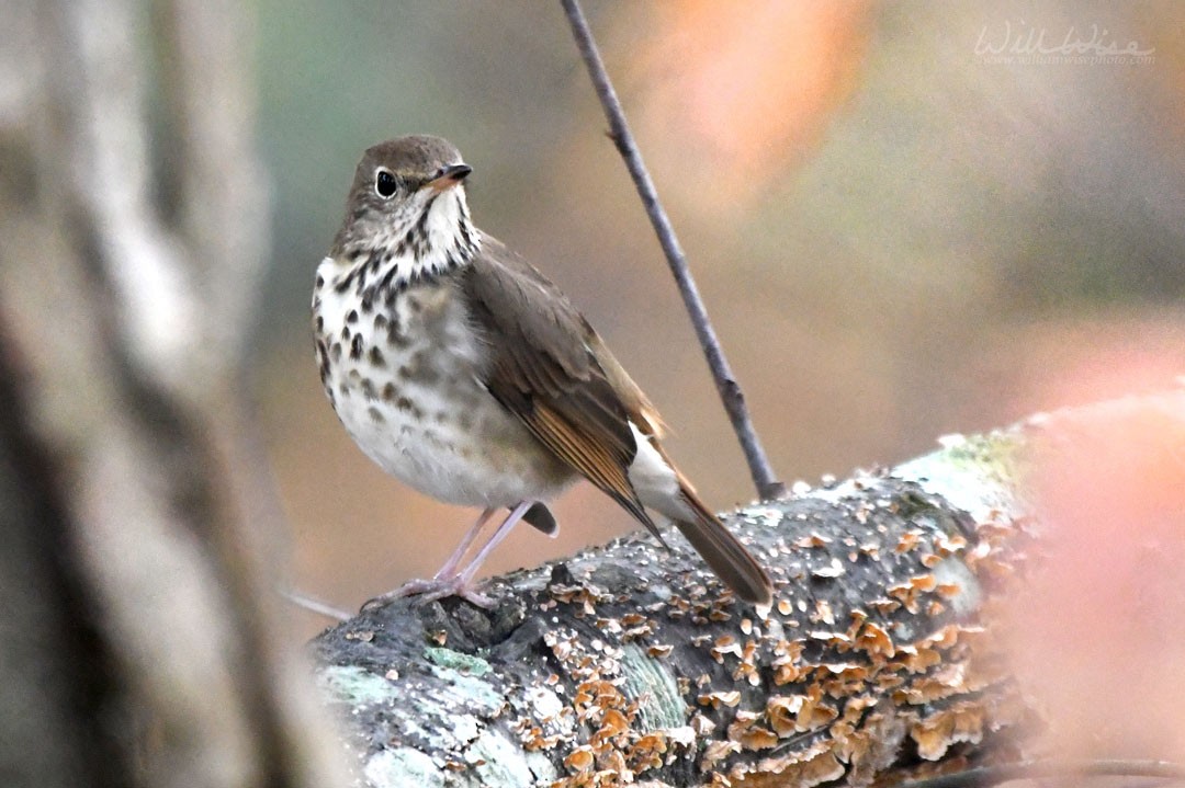 Hermit Thrush - ML645599581
