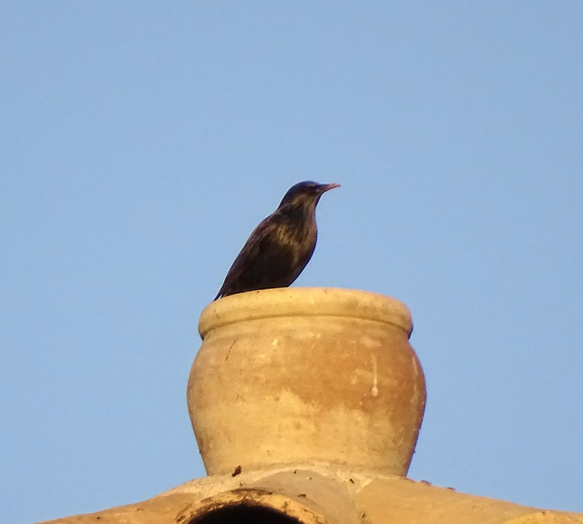 Étourneau unicolore - ML645599583