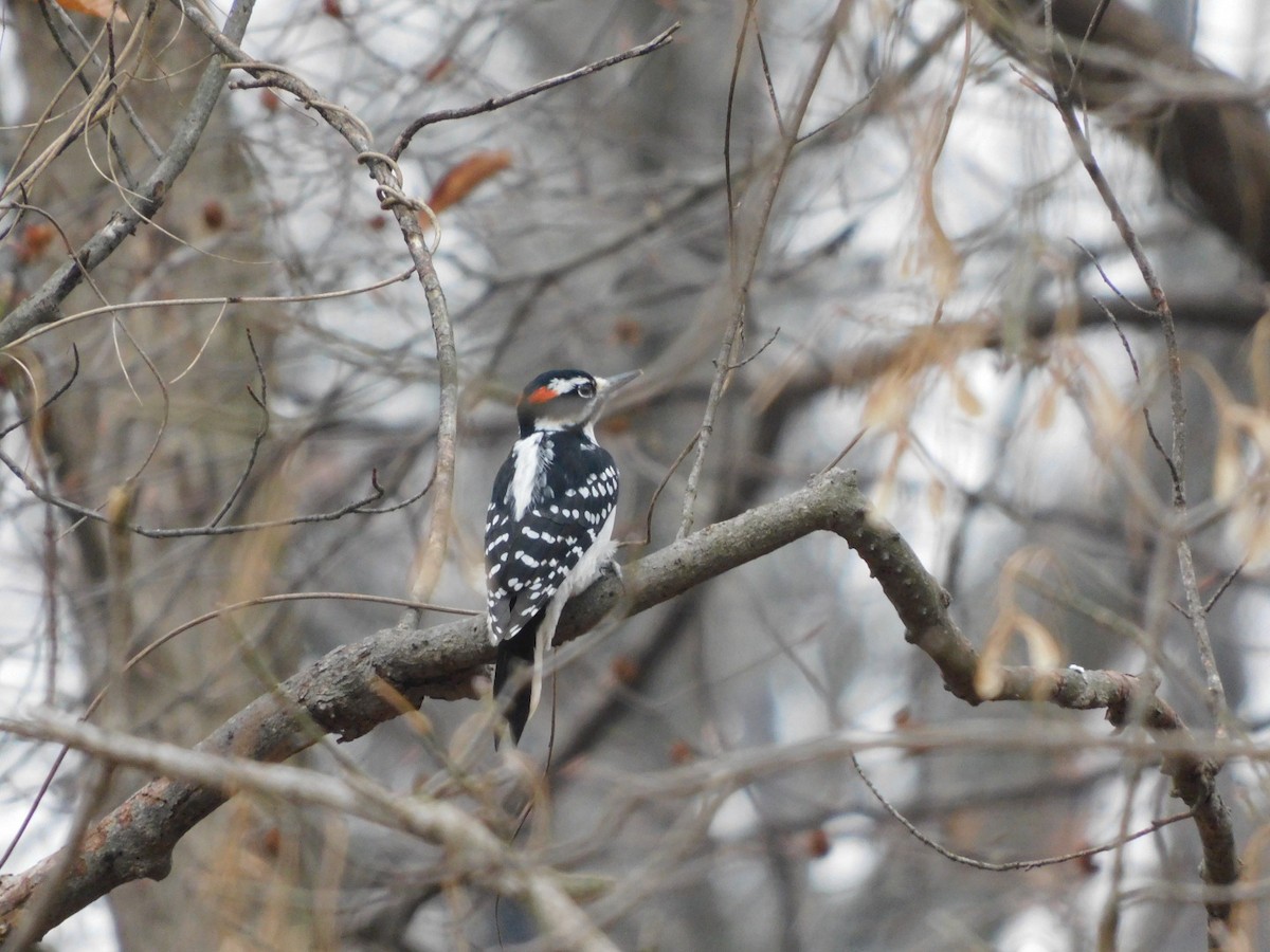 Hairy Woodpecker - ML645599589