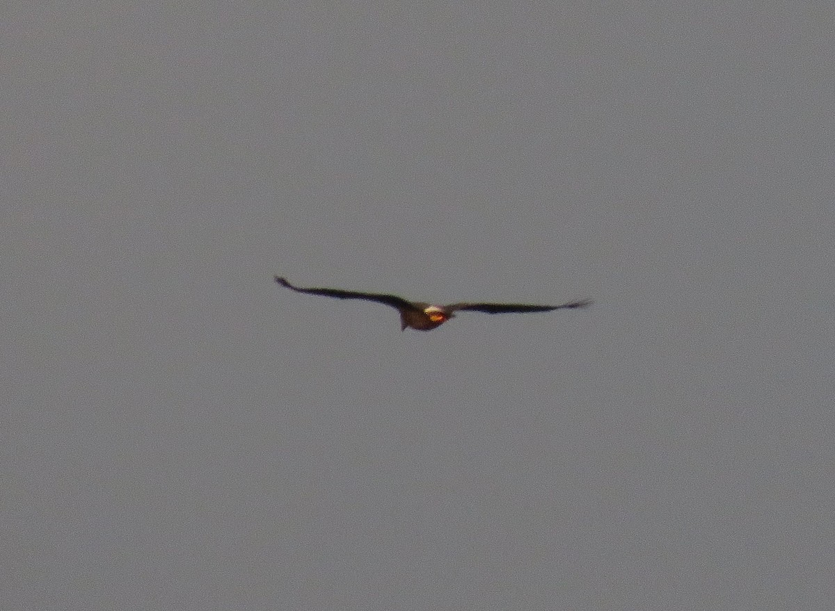 Bald Eagle - ML645599595