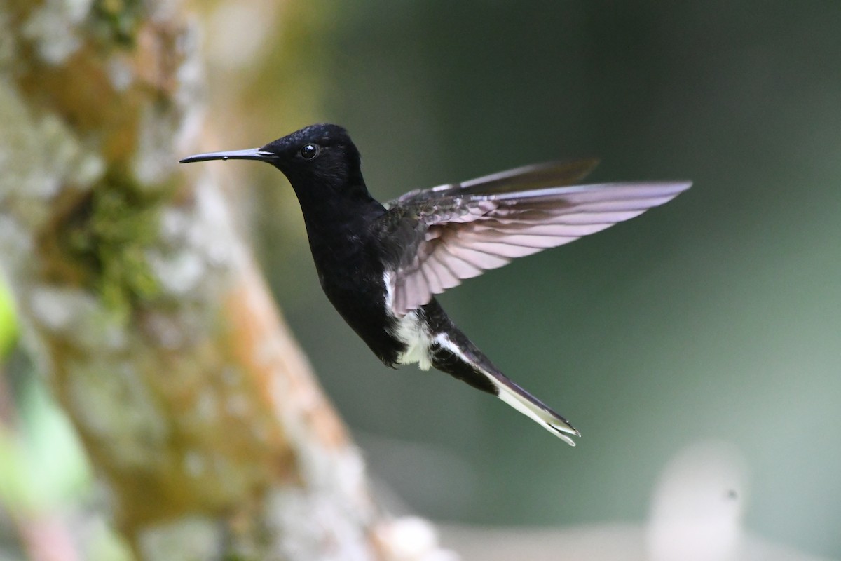 Black Jacobin - ML645599601