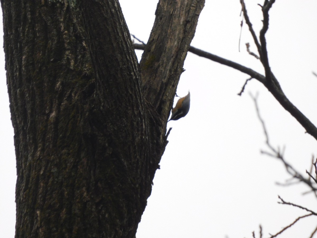 Red-breasted Nuthatch - ML645599604