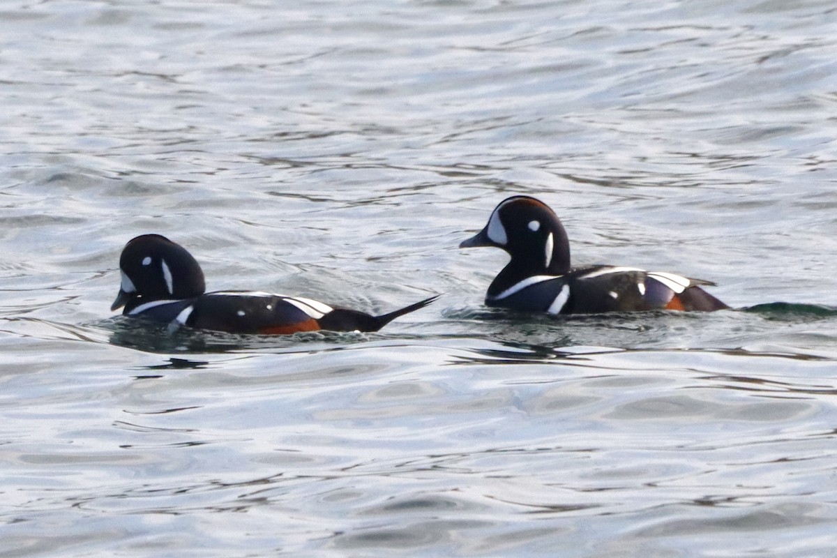 kačka strakatá - ML645599605