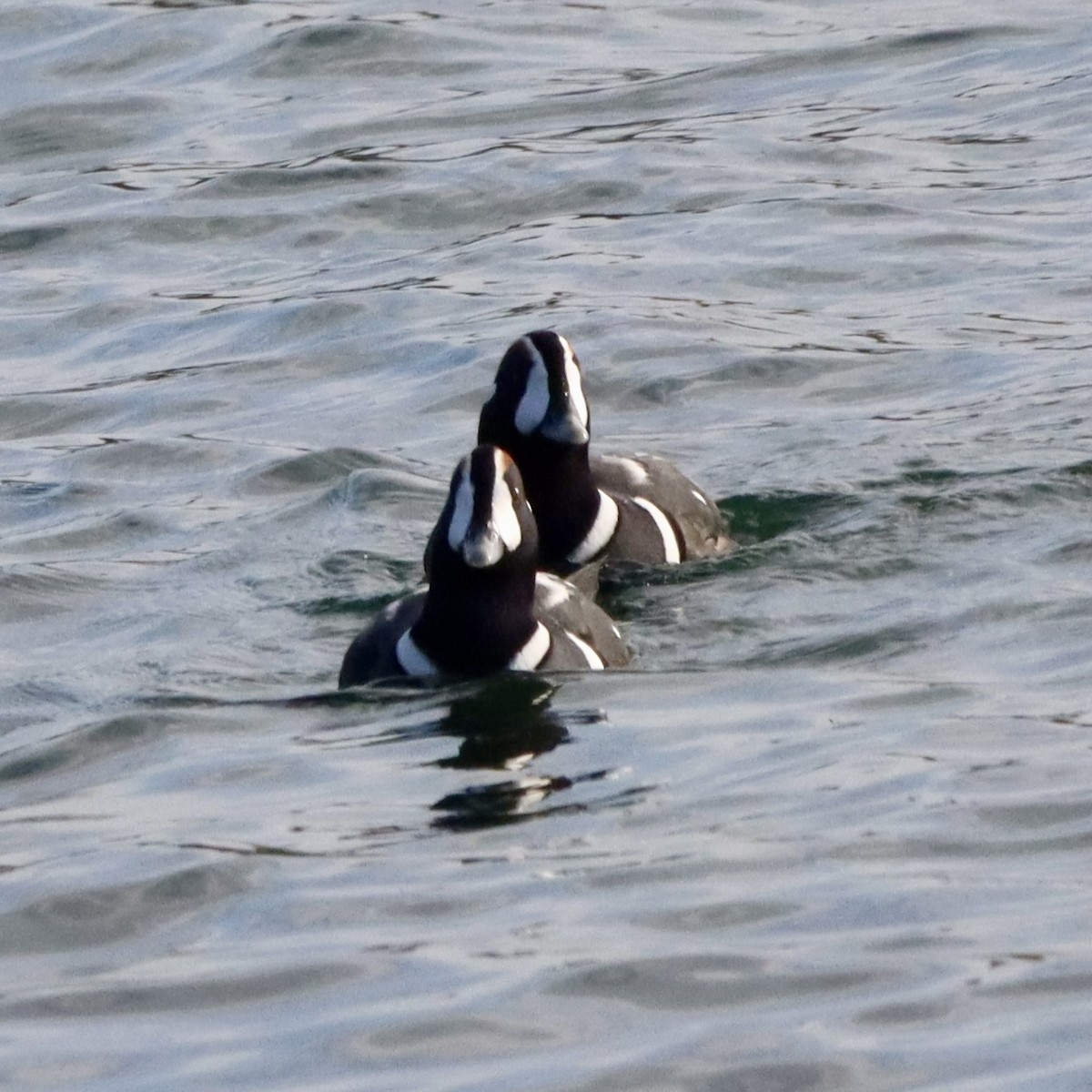 kačka strakatá - ML645599606