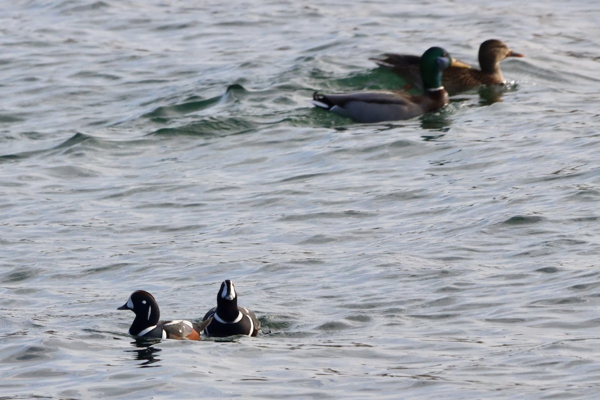 kačka strakatá - ML645599607