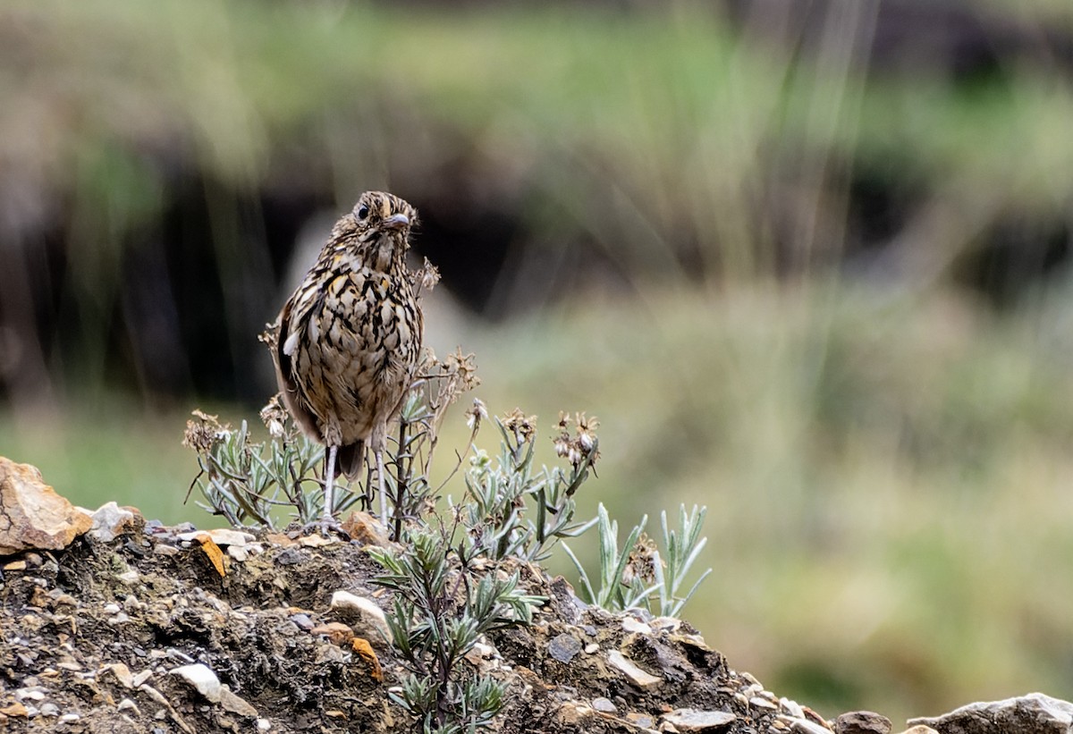 Stripe-headed Antpitta - ML645599609
