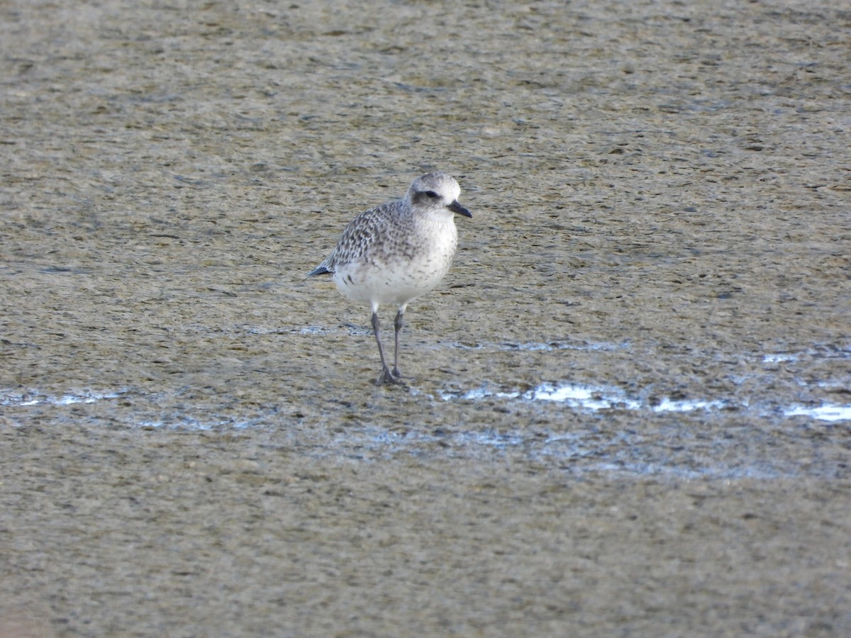 Буурал сүвээ цагаан - ML645599612