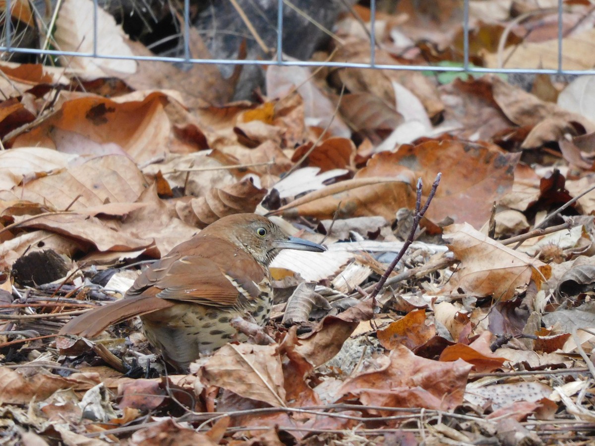 Brown Thrasher - ML645599625