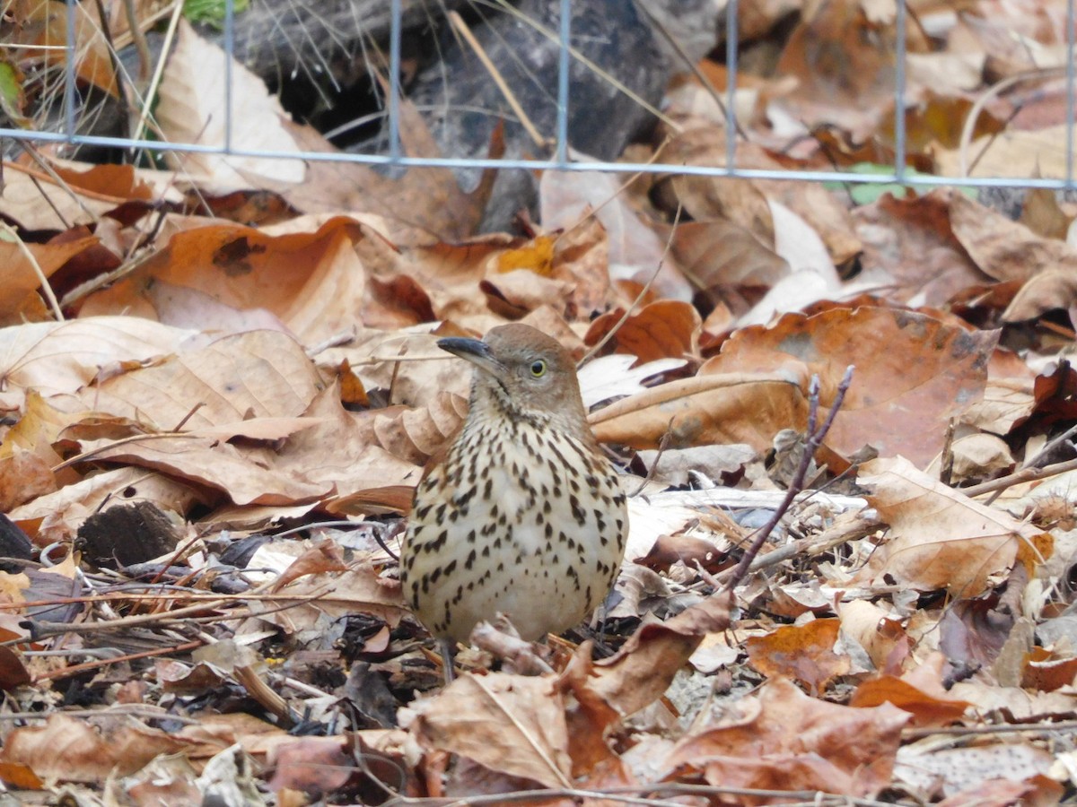 Brown Thrasher - ML645599626