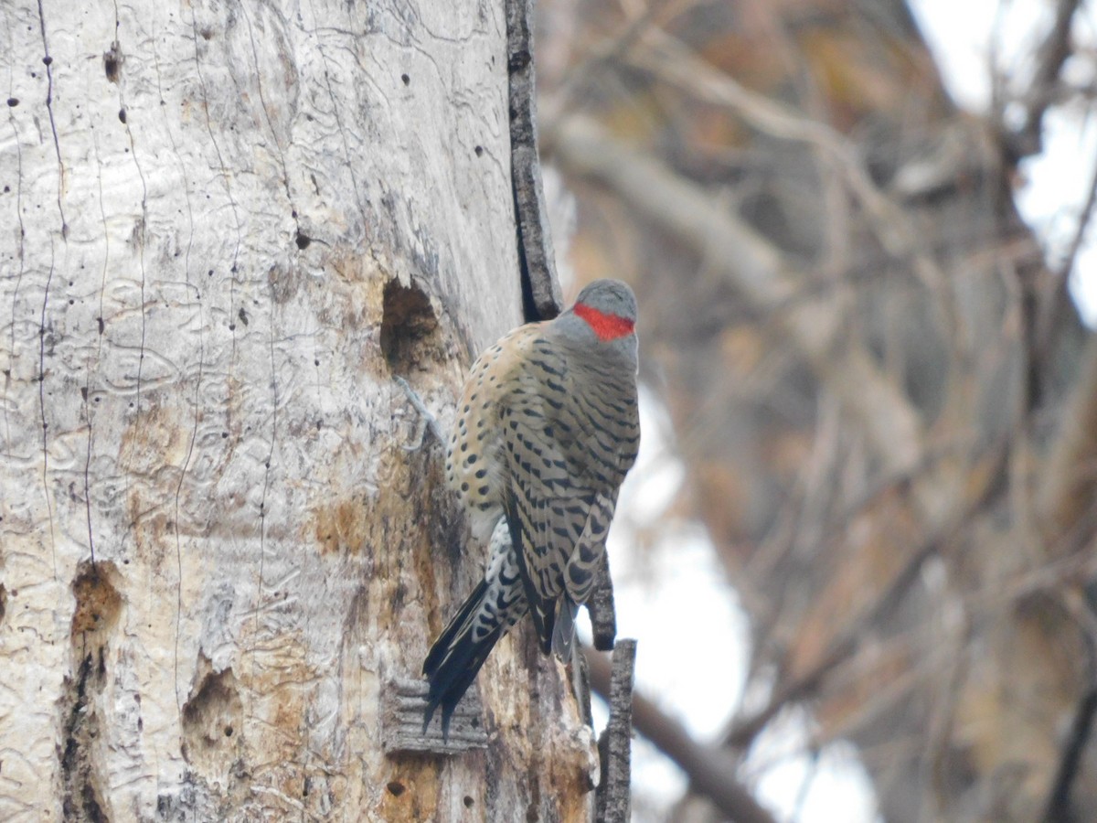 Northern Flicker - ML645599631