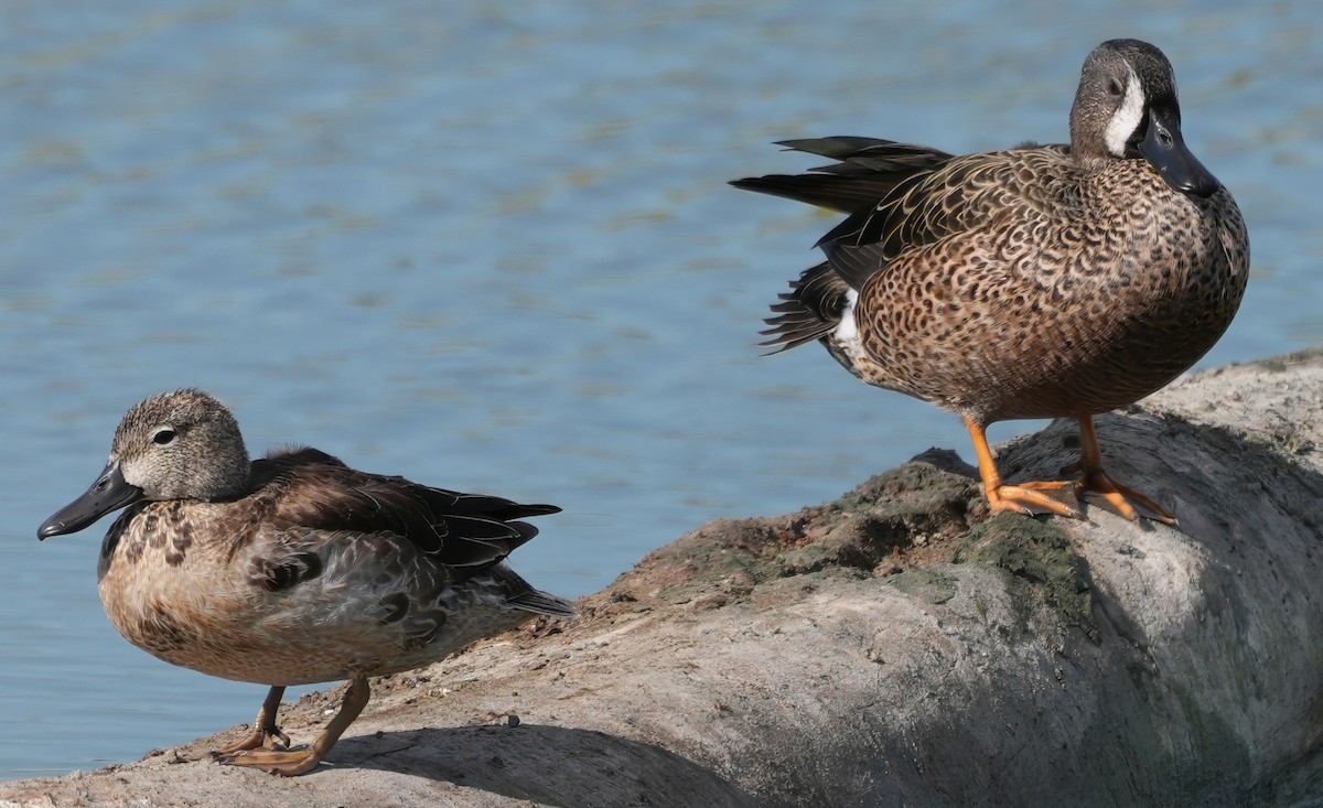 Blue-winged Teal - ML645599634