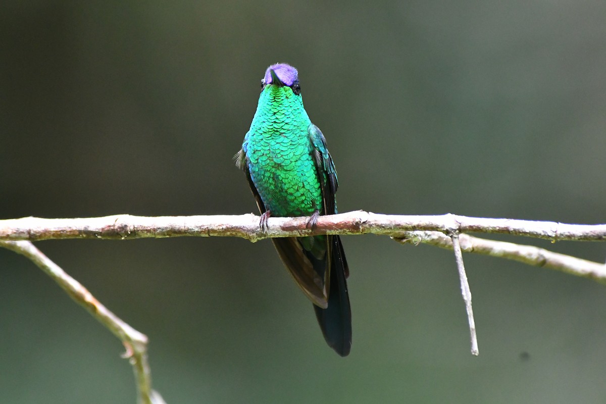 Violet-capped Woodnymph - ML645599639