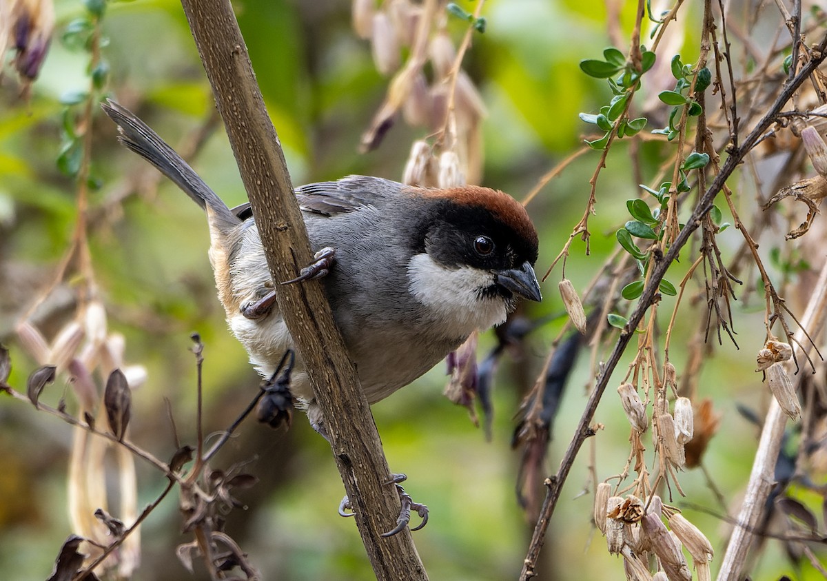 Bay-crowned Brushfinch - ML645599646