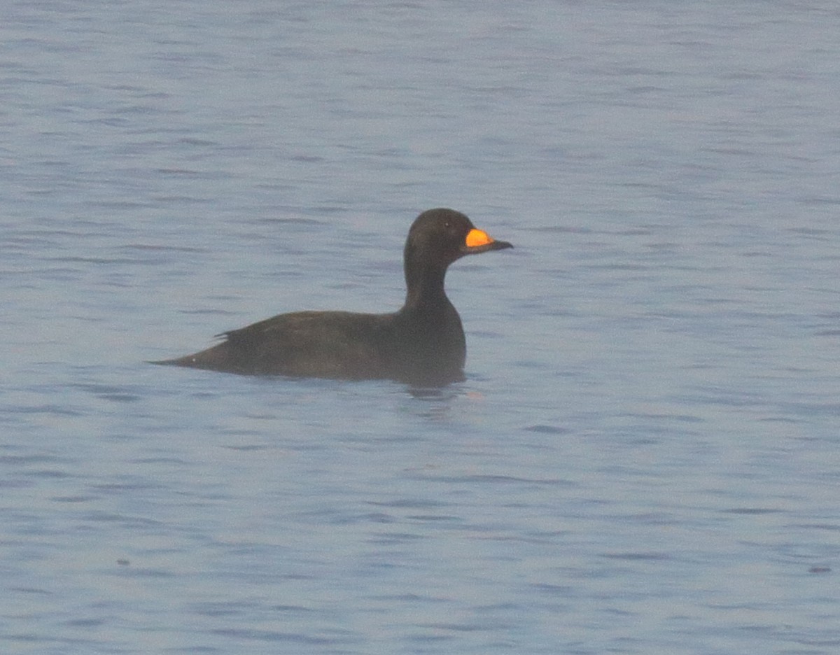 Black Scoter - ML645599651