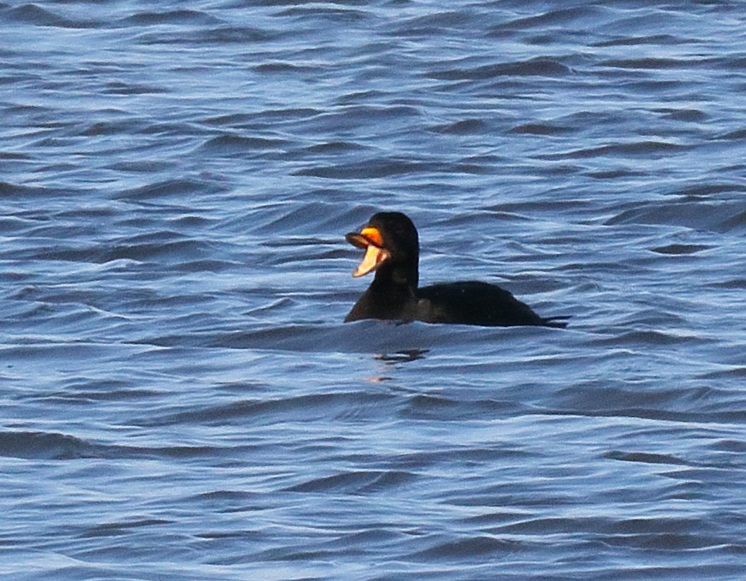 Black Scoter - ML645599655