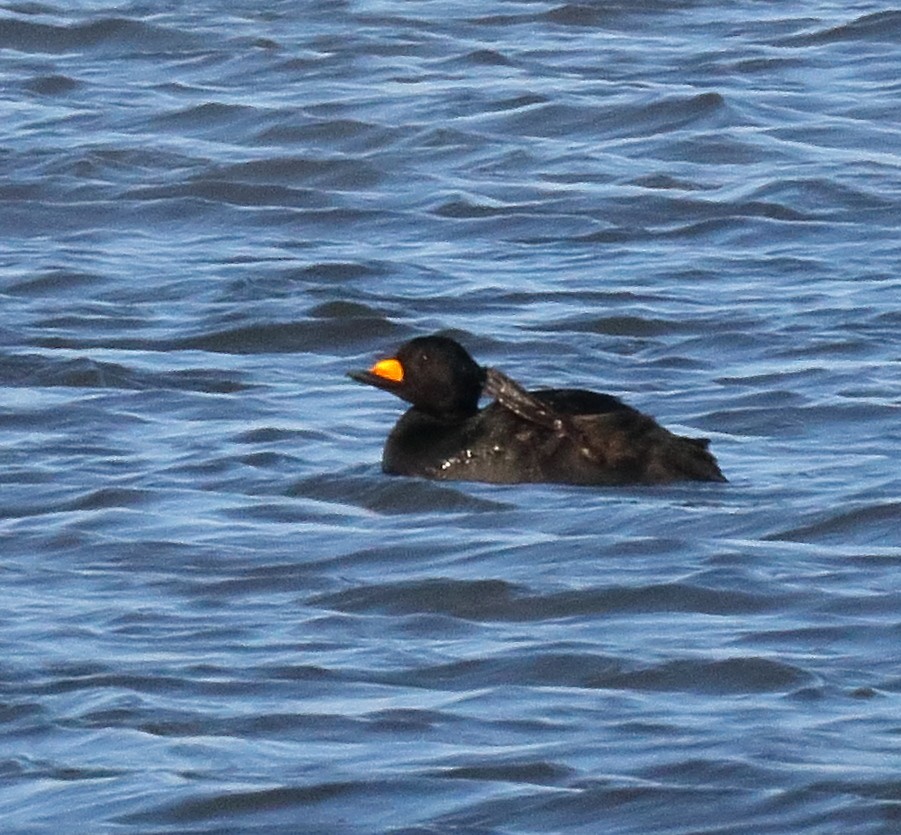 Black Scoter - ML645599659
