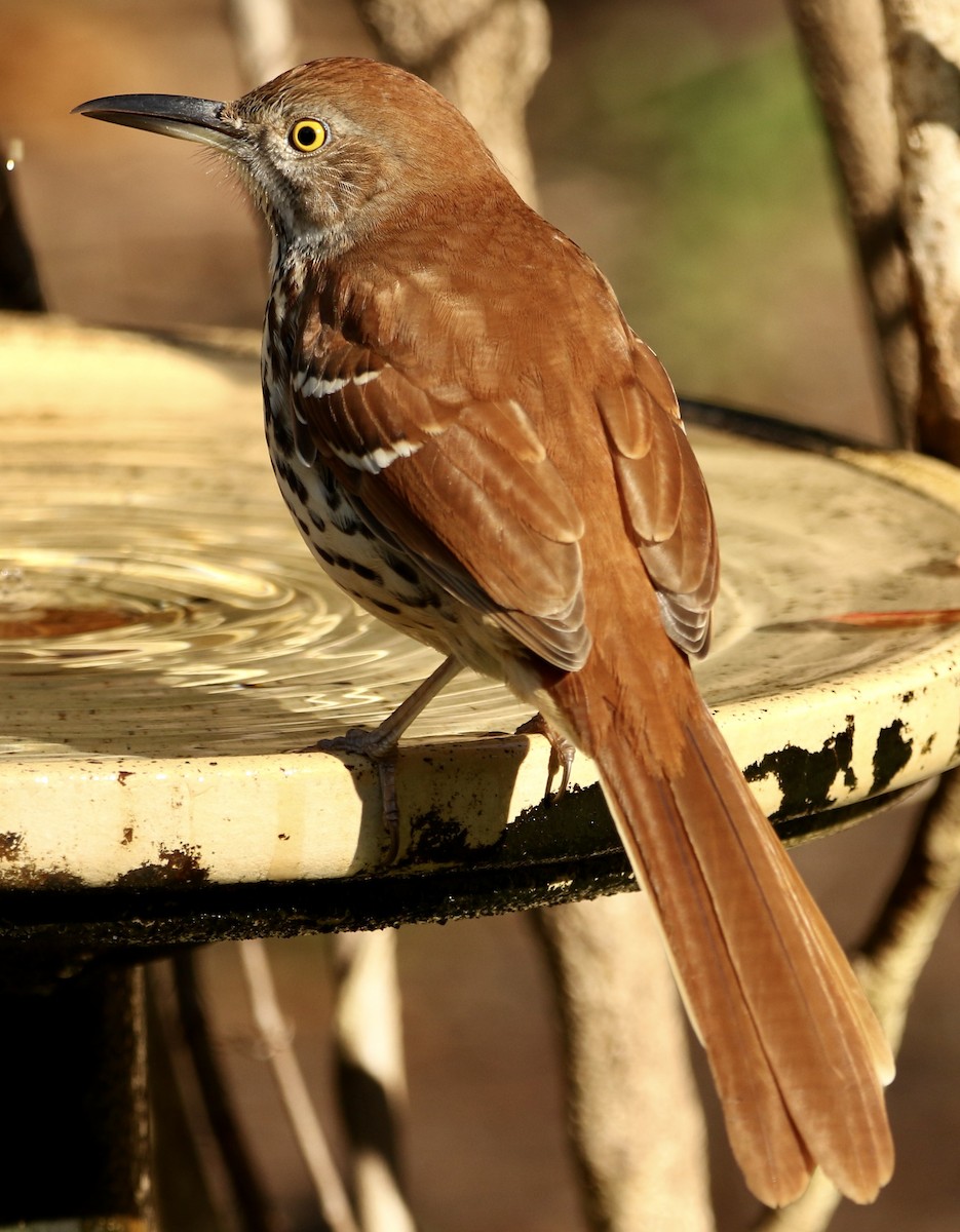 Brown Thrasher - ML645599660