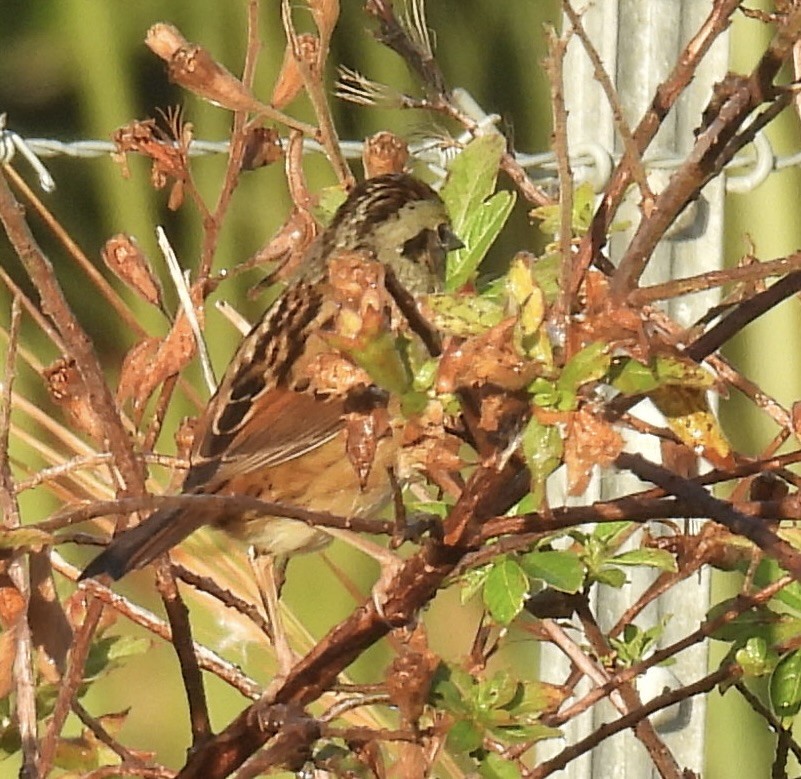 Swamp Sparrow - ML645599661