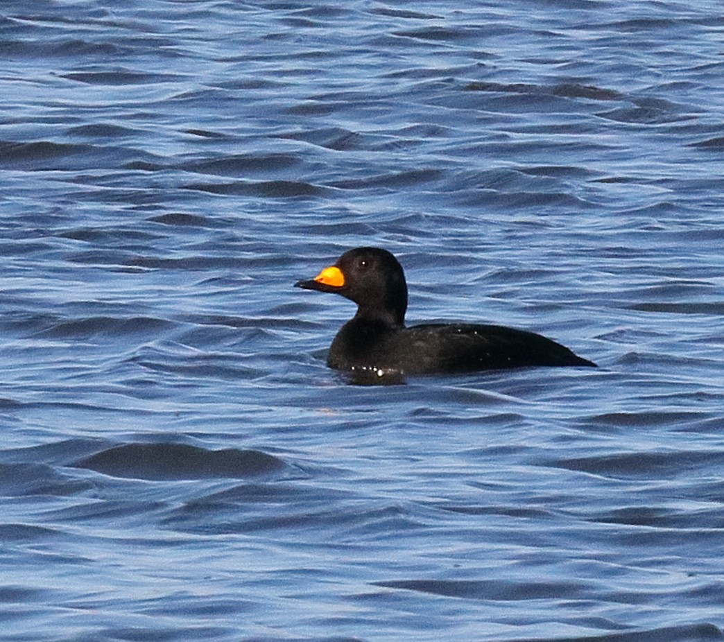 Black Scoter - ML645599662