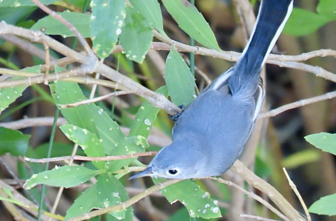 Комароловка сиза - ML645599663