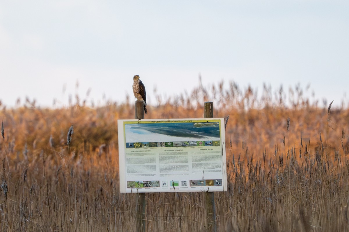 jestřáb lesní - ML645599668