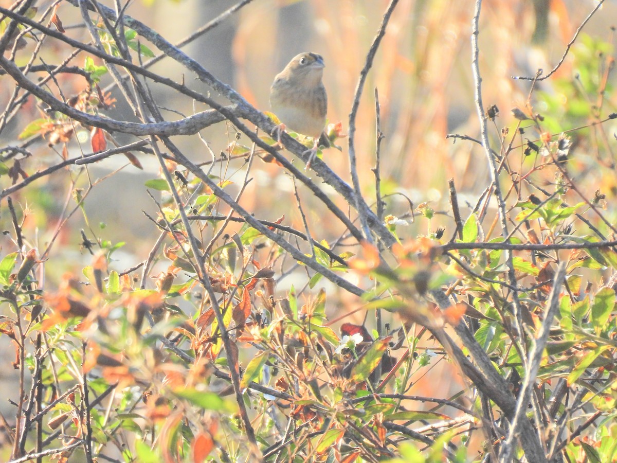 Grasshopper Sparrow - ML645599677