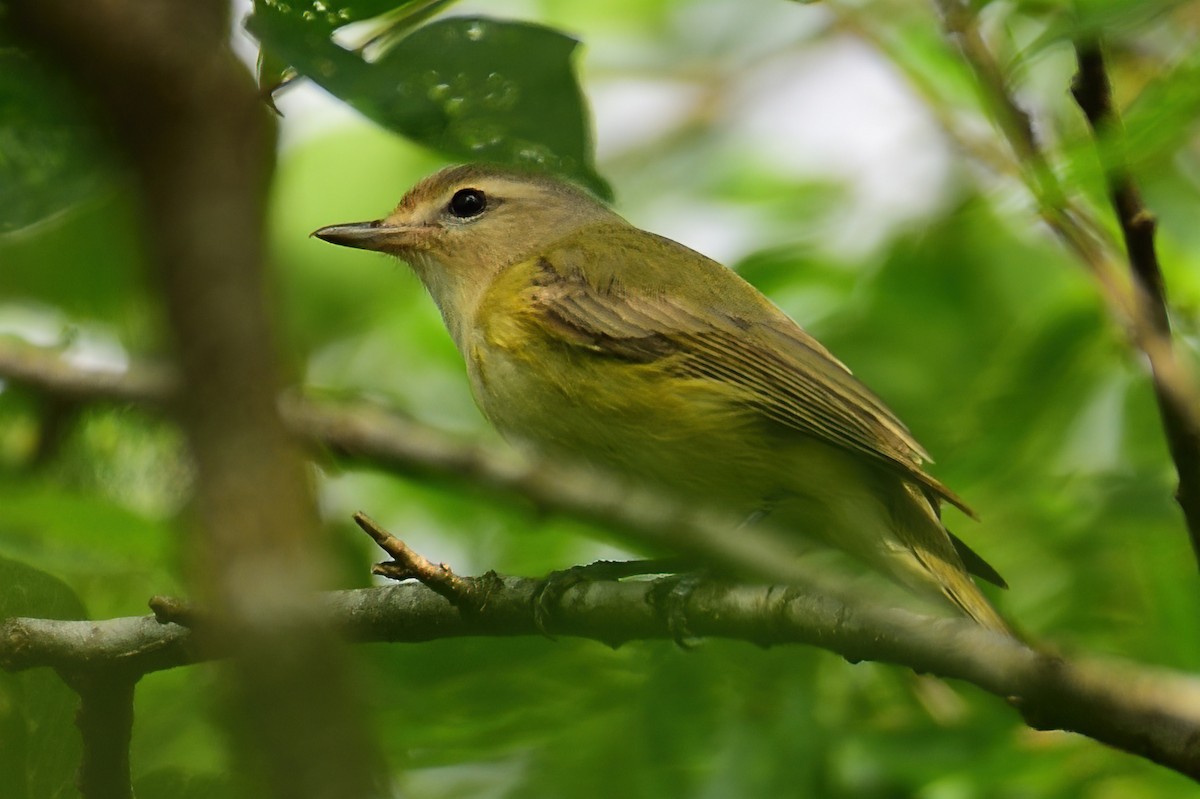Eastern Warbling Vireo - ML645599683