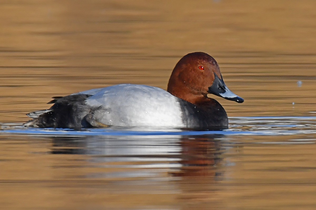 Common Pochard - ML645599684