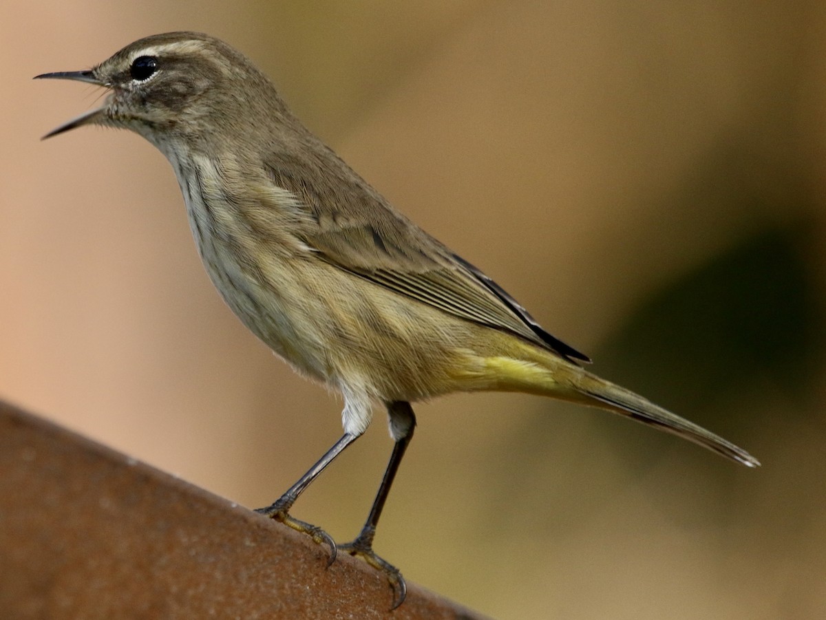 Palm Warbler (Western) - ML645599687