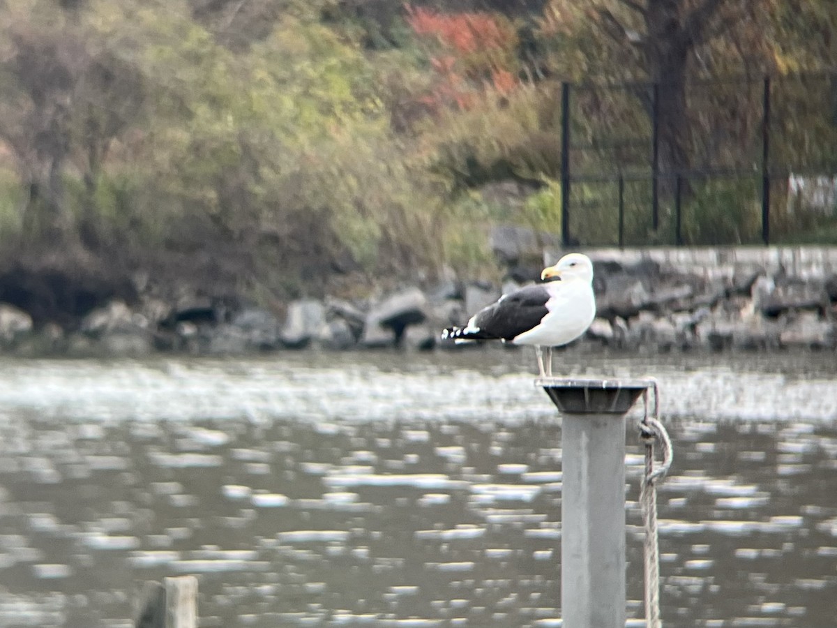 Great Black-backed Gull - ML645599688