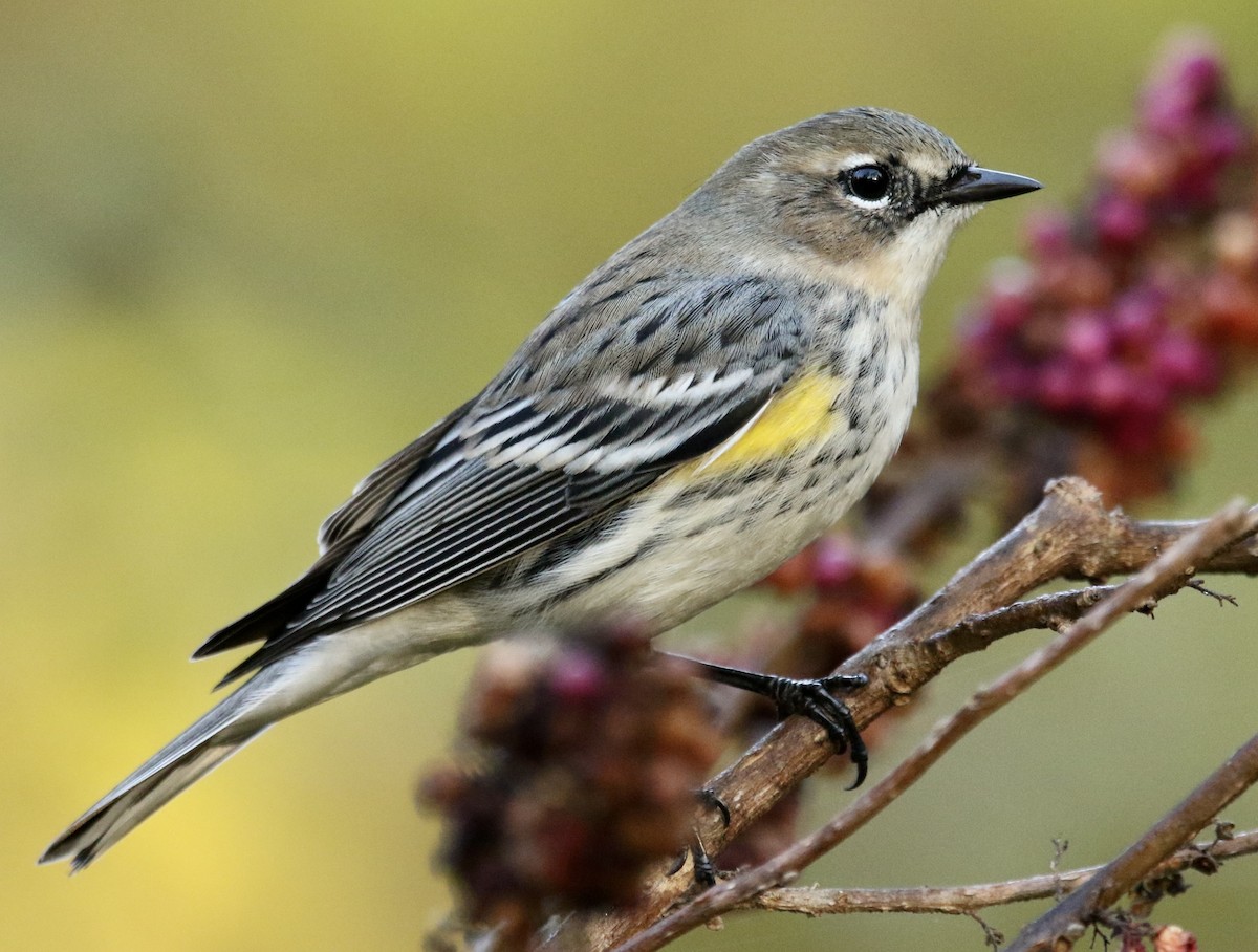 Yellow-rumped Warbler (Myrtle) - ML645599691