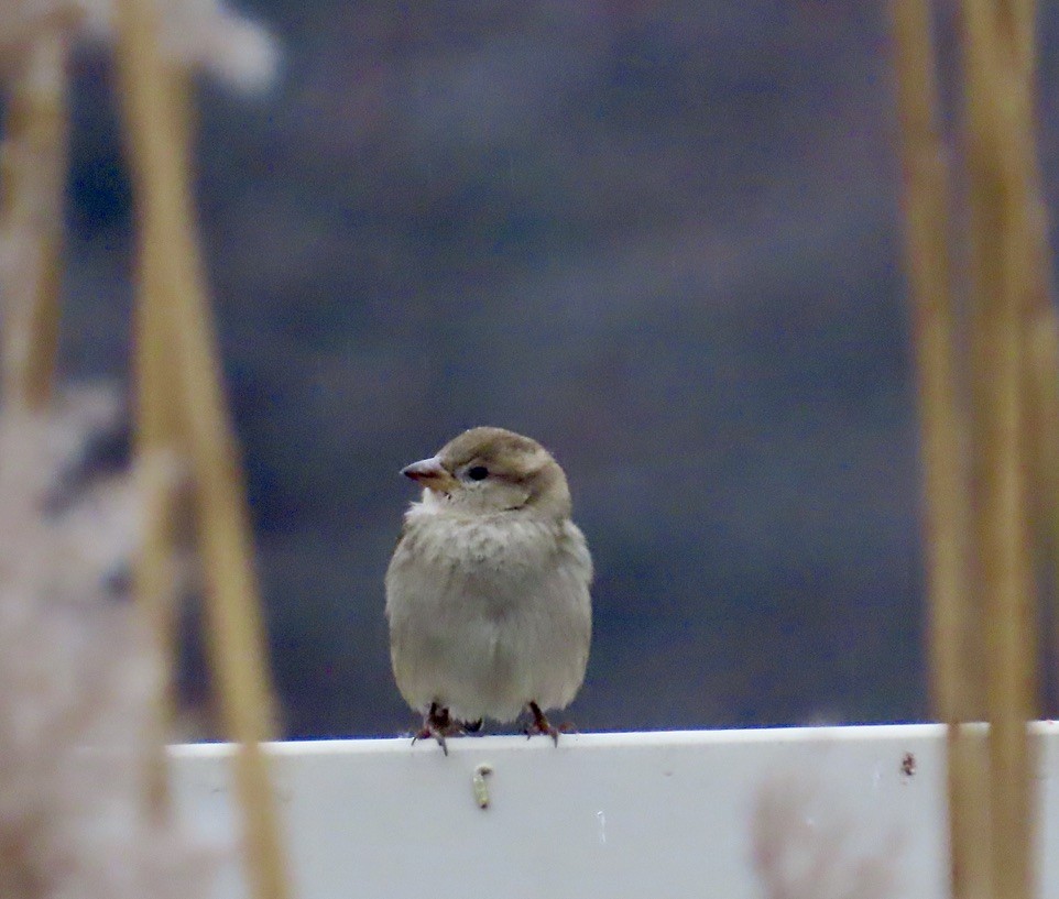 House Sparrow - ML645599692