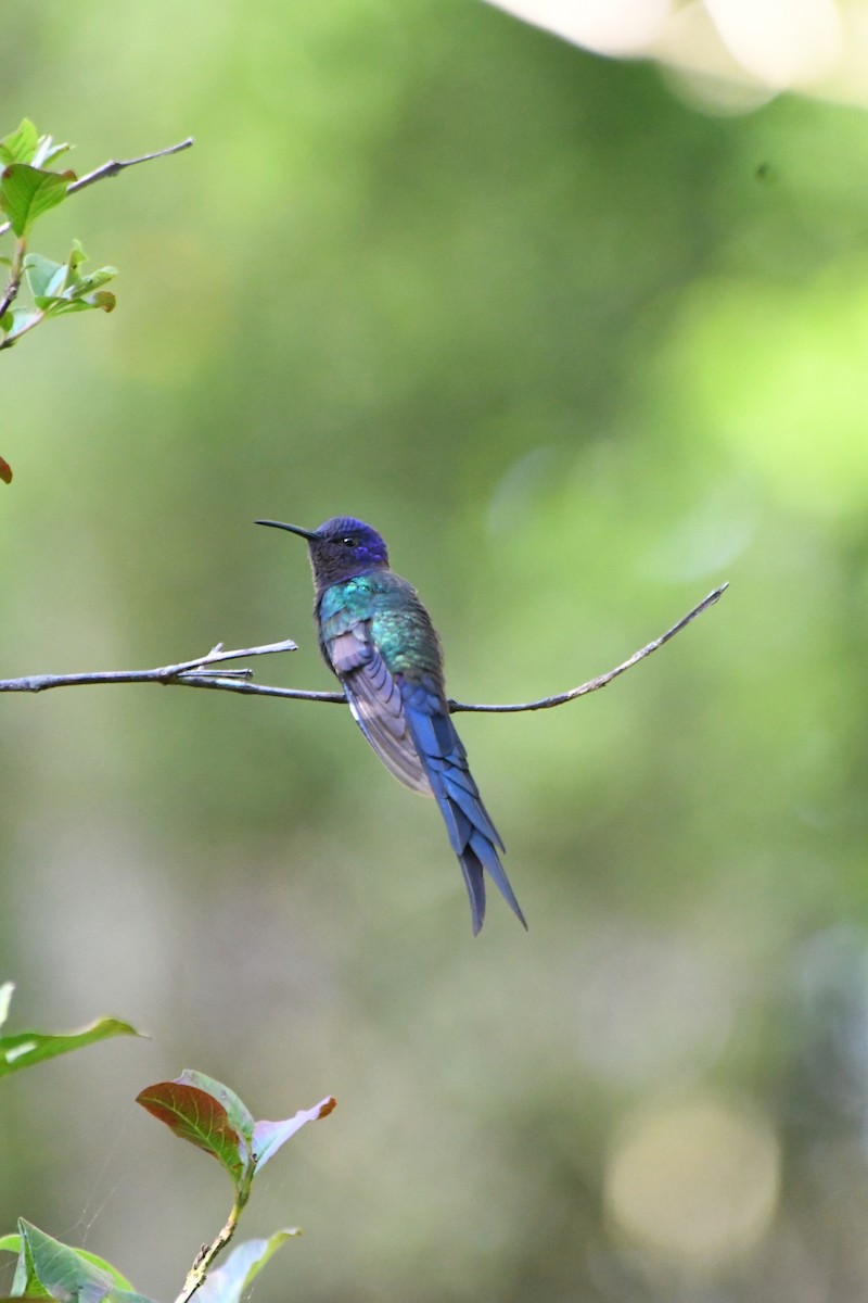 Swallow-tailed Hummingbird - ML645599695